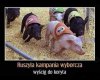 Bez komentarza