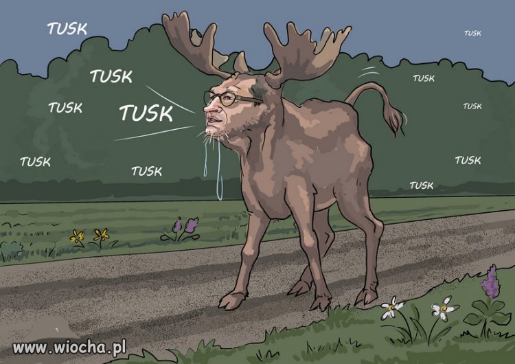 Jelenie PiSu, mają psychozę Tuska...
