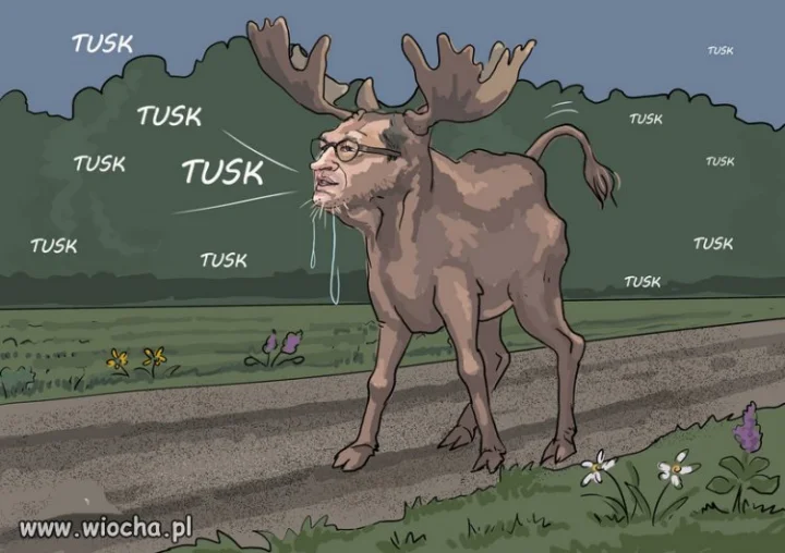 Jelenie PiSu, mają psychozę Tuska...