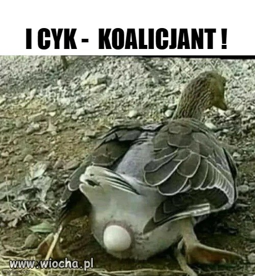Tworzenie koalicji to zadanie trudne,