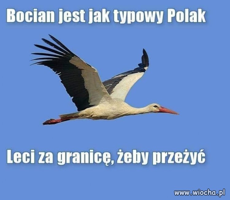 Potwierdzam