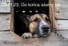 Trochę polityki...