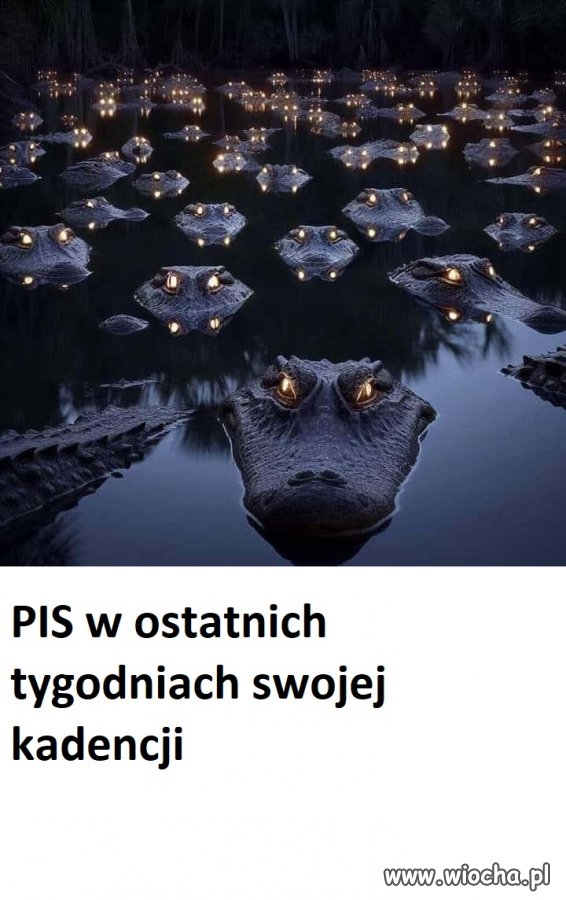 Nażreć się na chude lata