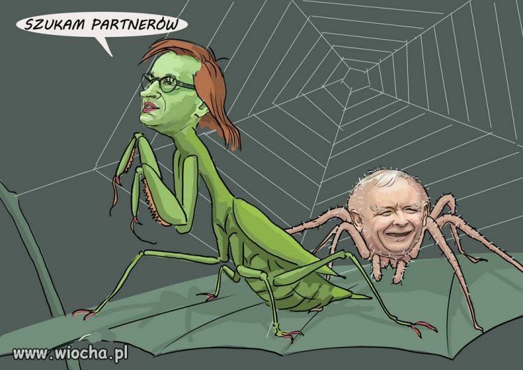 Modliszka szuka partnera...dla pajaka.
