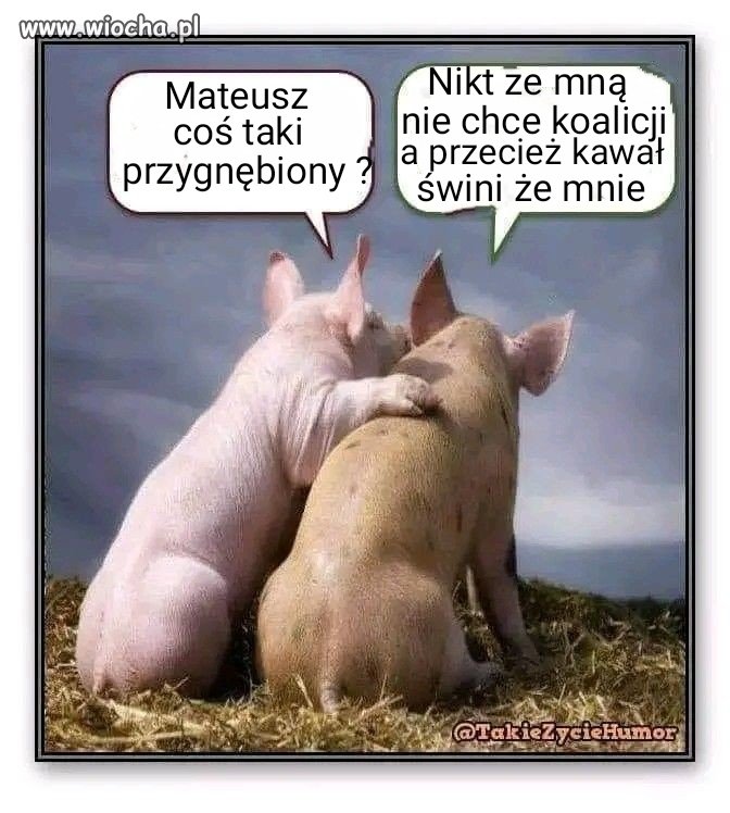 Cały PiS