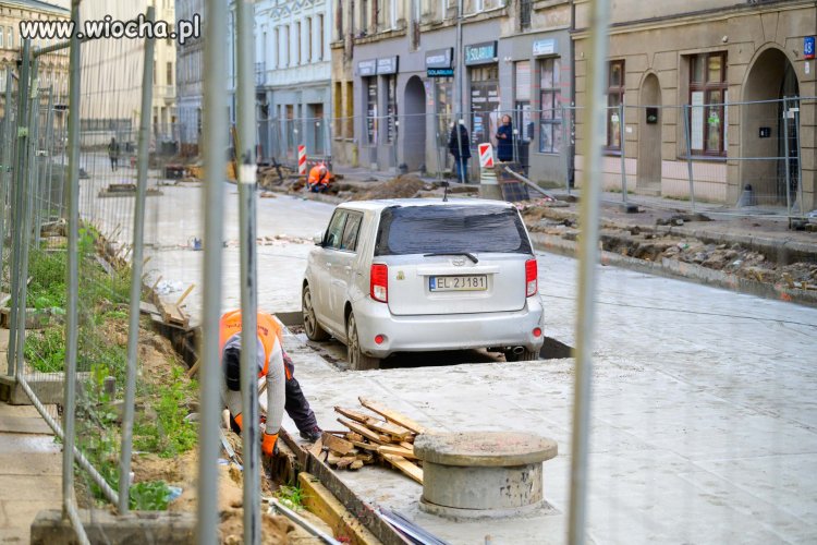 Bareja wiecznie żywy 