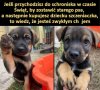 Potwierdzam