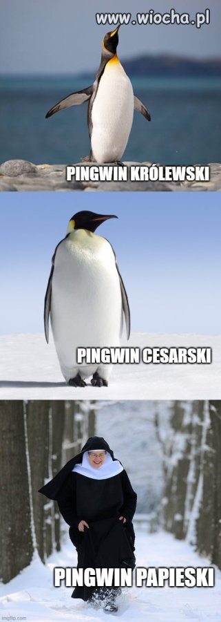 Nie wszystkie pingwiny