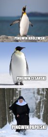 Nie wszystkie pingwiny