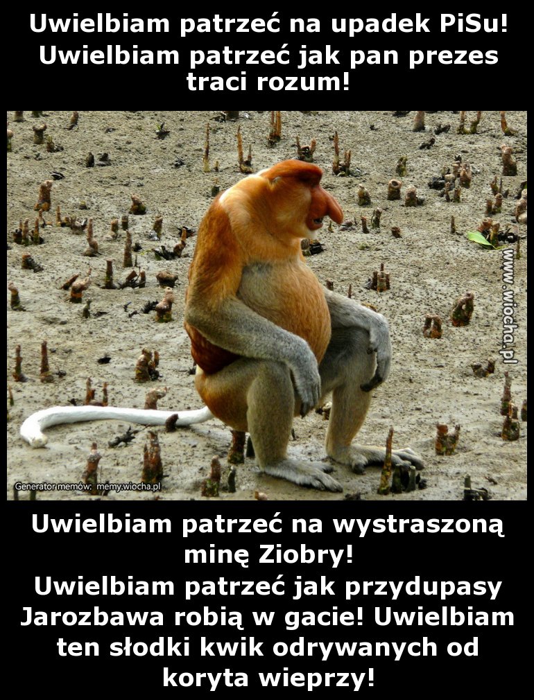 Uwielbiam patrzeć na upadek PiSu!