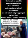 Pisowska polityka