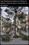 Potwierdzam