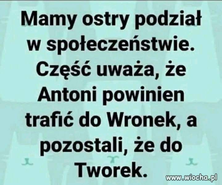 A Ty, którą opcję wybierasz dla Antosia?