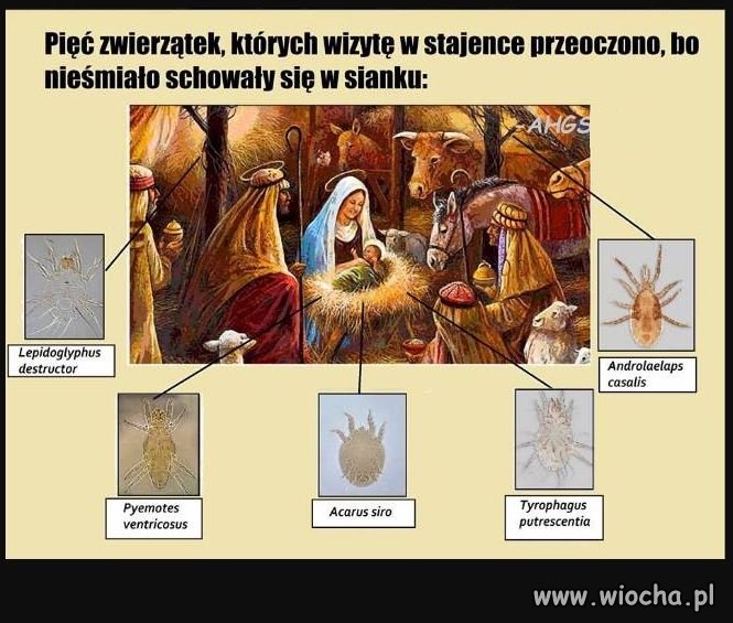Nie tylko osiołek