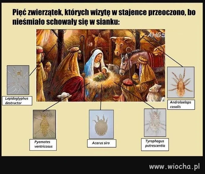 Nie tylko osiołek