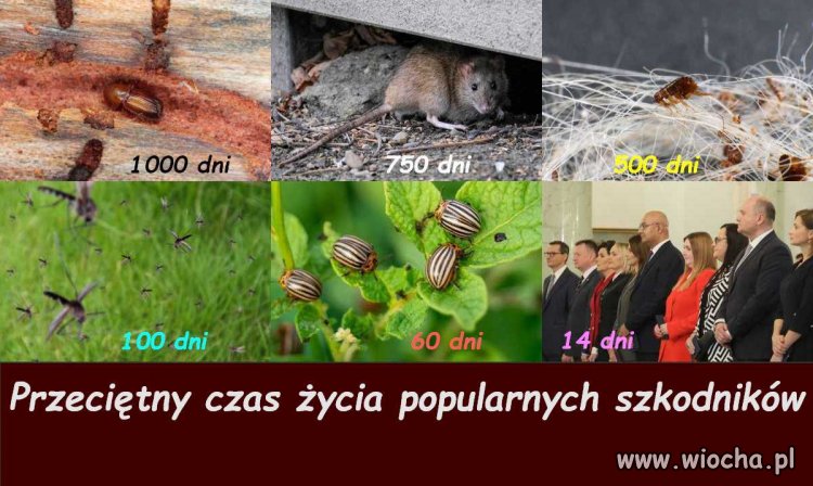 Średnia długość życia popularnych szkodników