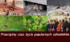 Średnia długość życia popularnych szkodników