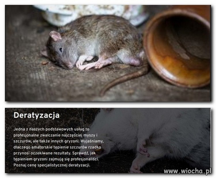 Zaczęło się odszczurzanie