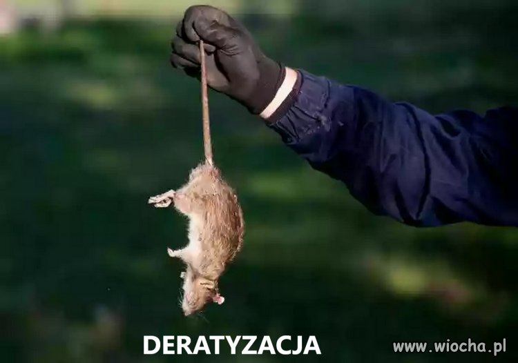 Odszczurzanie Polski trwa