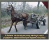 Bo elektryki Morawieckiego nie wypaliły