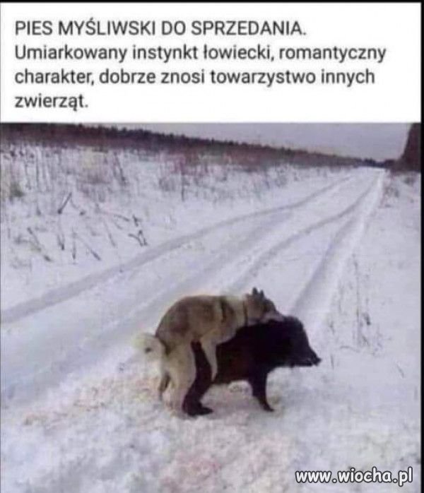 Pies myśliwski.