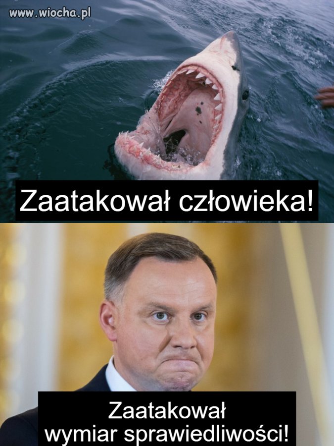 Stworzenia niezbyt mądre
