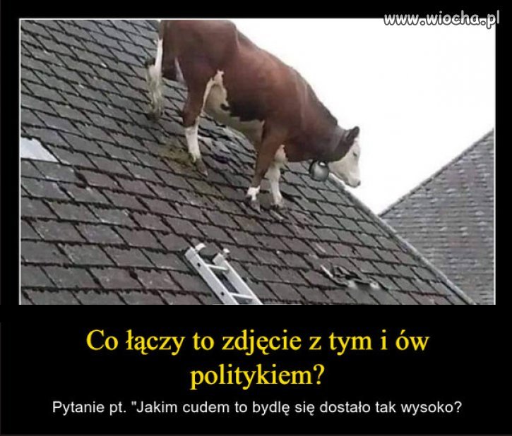 Pamietacie? Im kto glupszy, tym wyzsze stanowisko w PiSie!