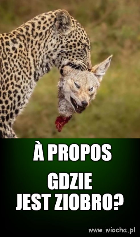 Pytanie na Śniadanie