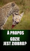 Pytanie na Śniadanie
