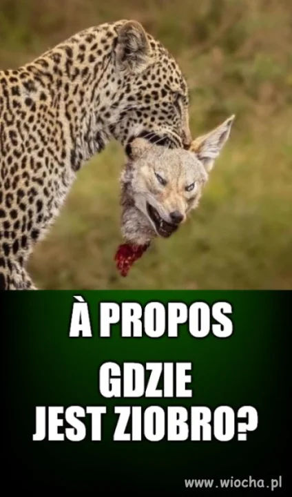 Pytanie na Śniadanie
