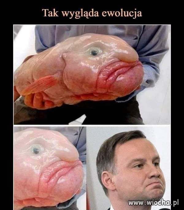 Budyń.   