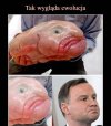 Budyń.   