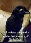 Co widzisz?