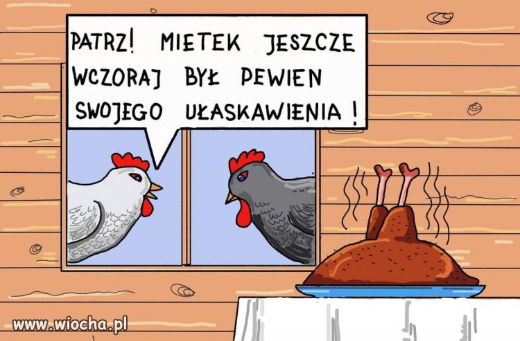 Kogut myślał o niedzieli...