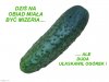 I to w pakiecie