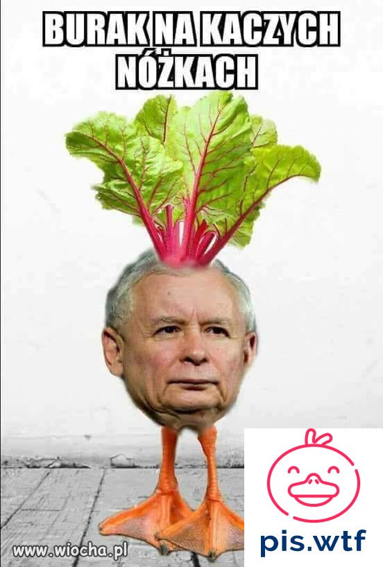 Burak na kaczych nóżkach