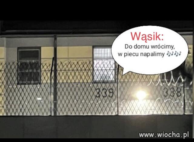 Wąsik 