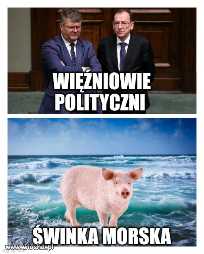 Tłumaczę
