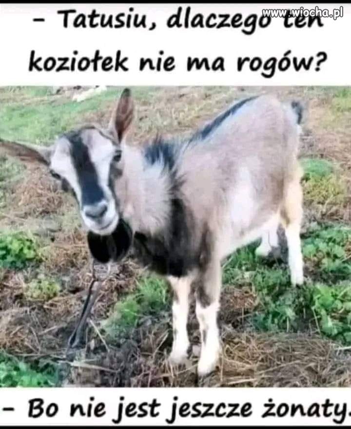 Jakie pytanie