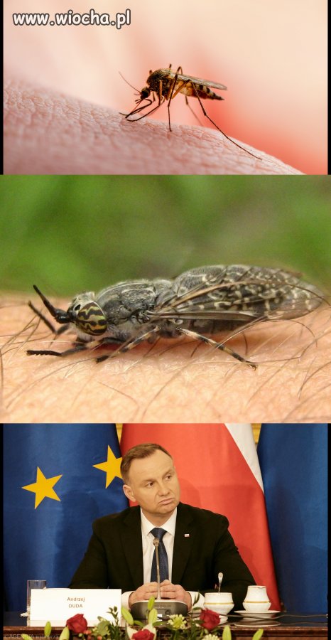 Wkurzają ludzi...