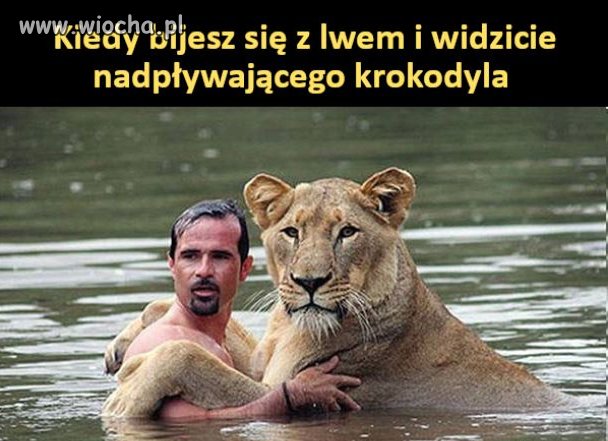 LEW VS KROKODYL