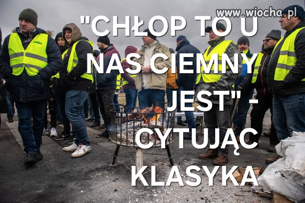 Bareja wiecznie żywy