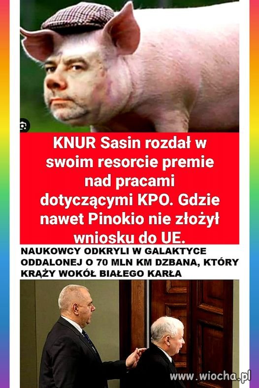 Tak to jest ze świniami przy korycie