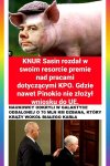 Tak to jest ze świniami przy korycie