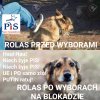 Jednego zazdroszczę pisowi