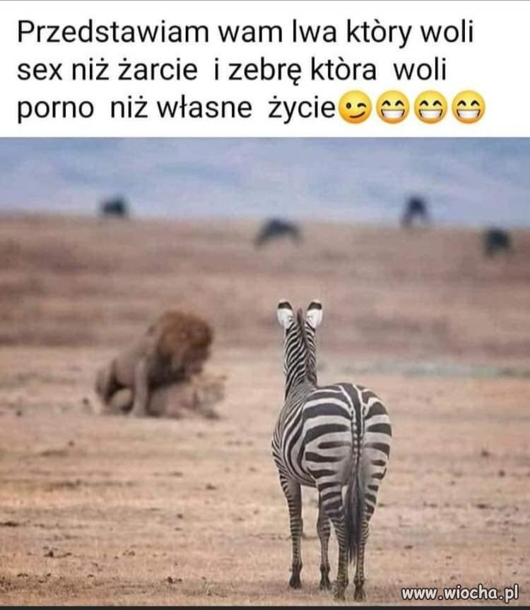 Jesteś lwem czy zebrą?