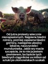 Qwiii mało, wiecznie mało!