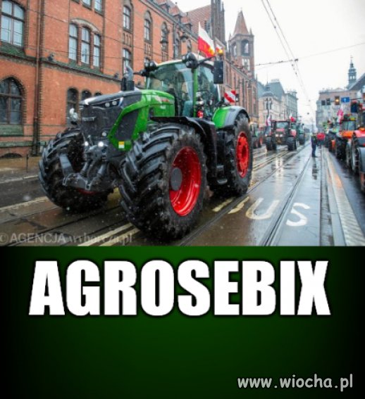 Seba i jego najładniejszy wół w oborze.