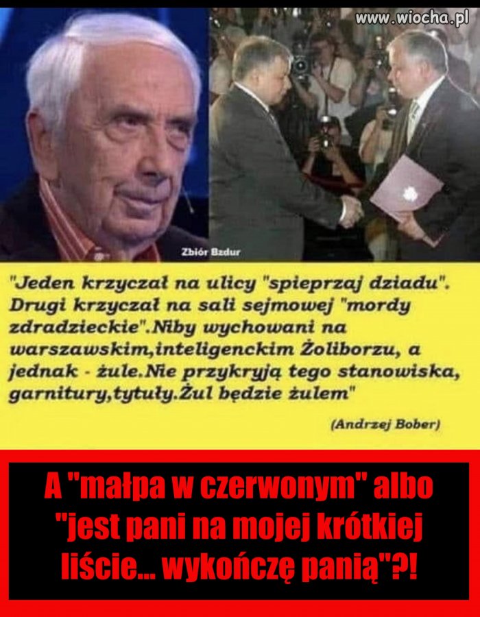 Elyta żoliborska
