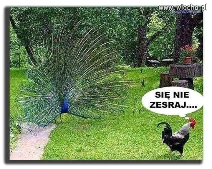Paw szpanuje 